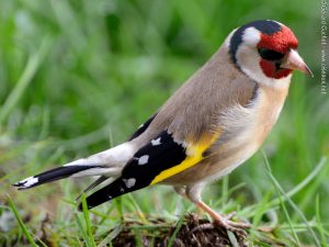 Chardonneret élégant Carduelis carduelis European Goldfinch